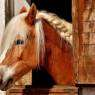 Pferdegesundheit - tabellarische Problemaufstellung